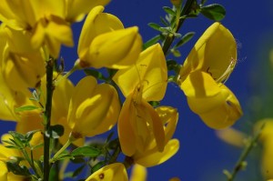 Ginestra gialla