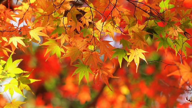 Albero con foglie rosse e gialle