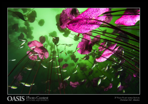 Oasis photo contest third place