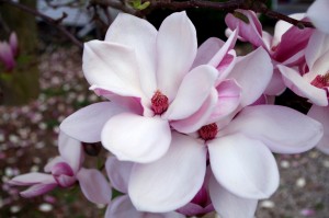 I fiori di magnolia rosa
