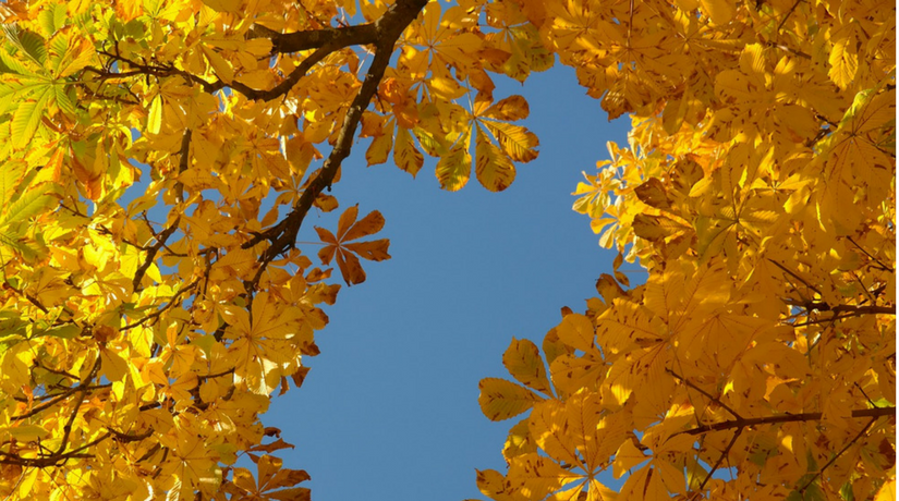 Risultati immagini per sole tra le foglie gialle