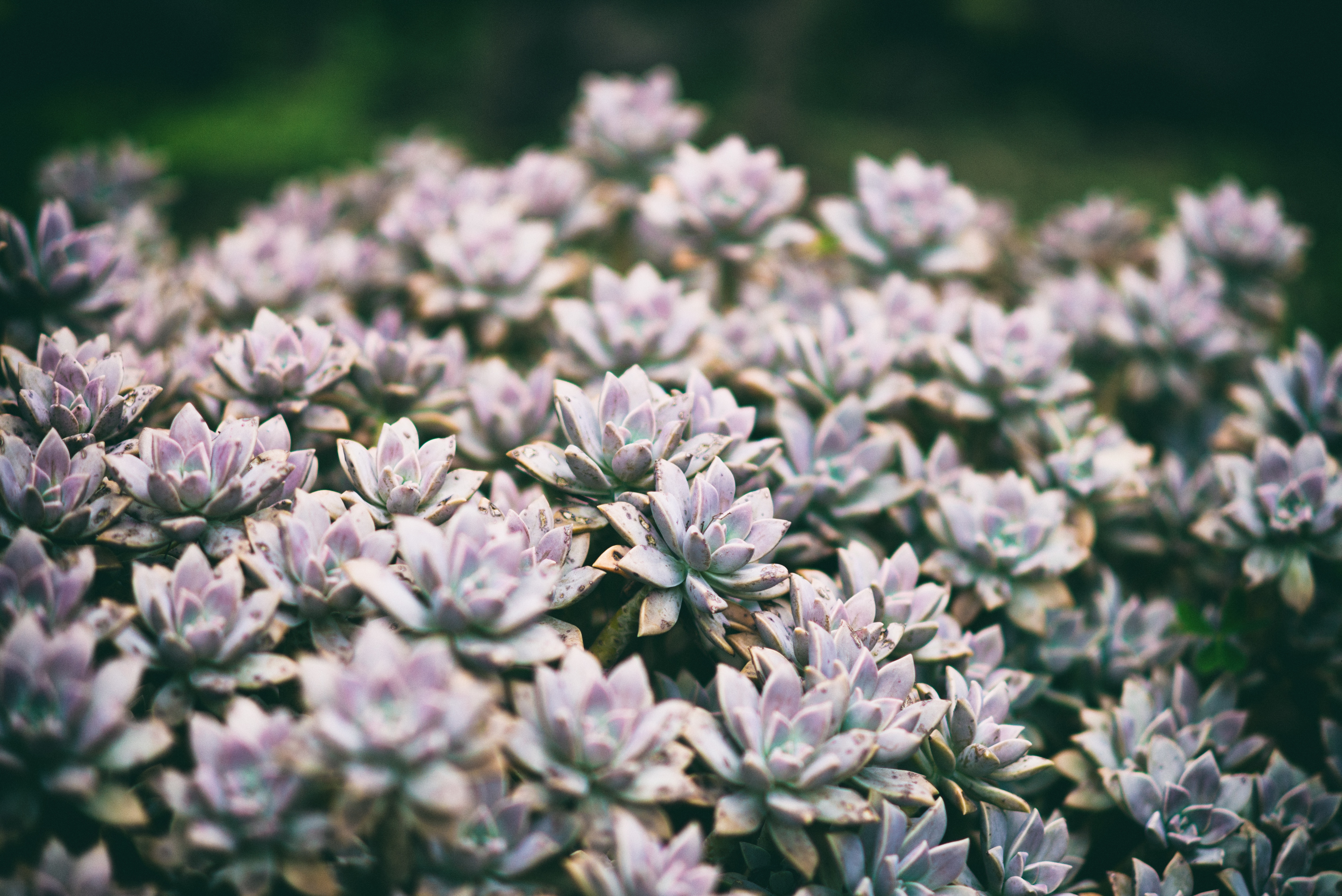 Fiori di piante succulente dette anche piante grasse