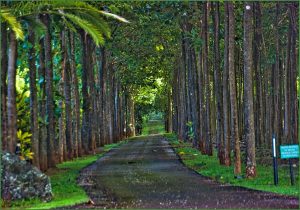 Na ʻĀina Kai Botanical Gardens, Kauai