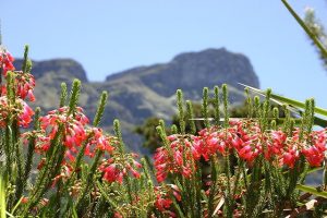 Kirstenbosch, Cape Town
