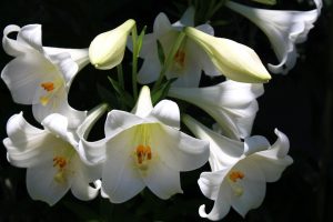 Lilium Candidum, Gioglio di Sant'Antonio