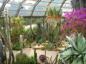 Botanischer Garten, Berlino (Germania)