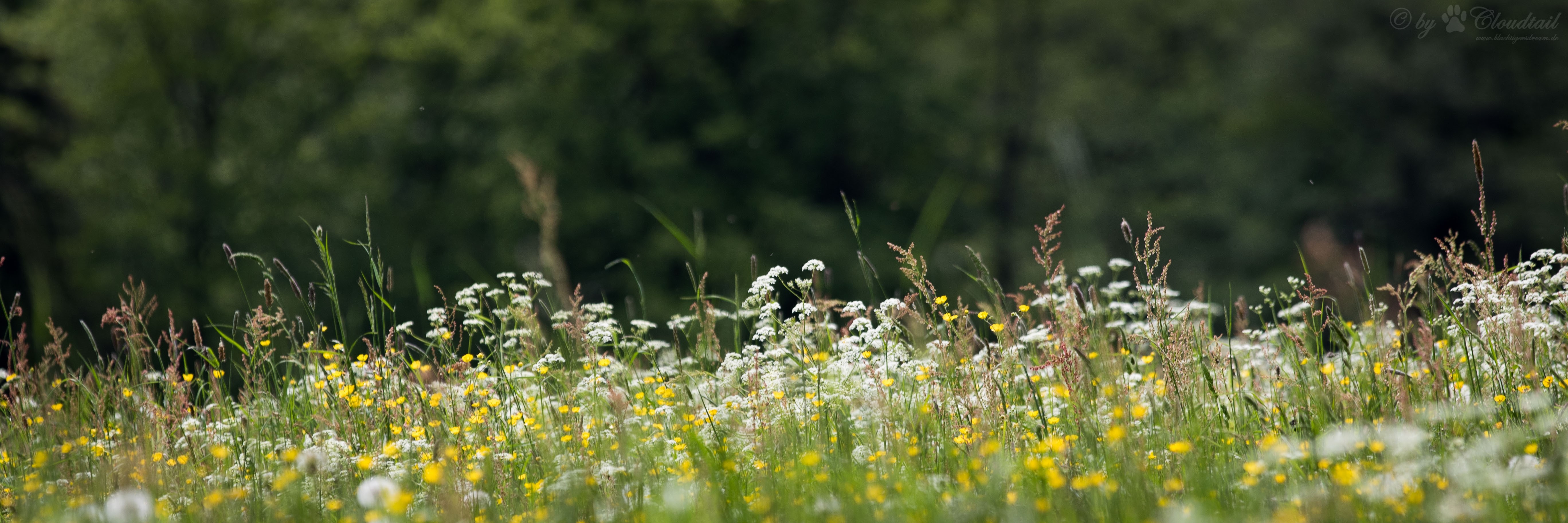 Meadow garden, prateria in giardino