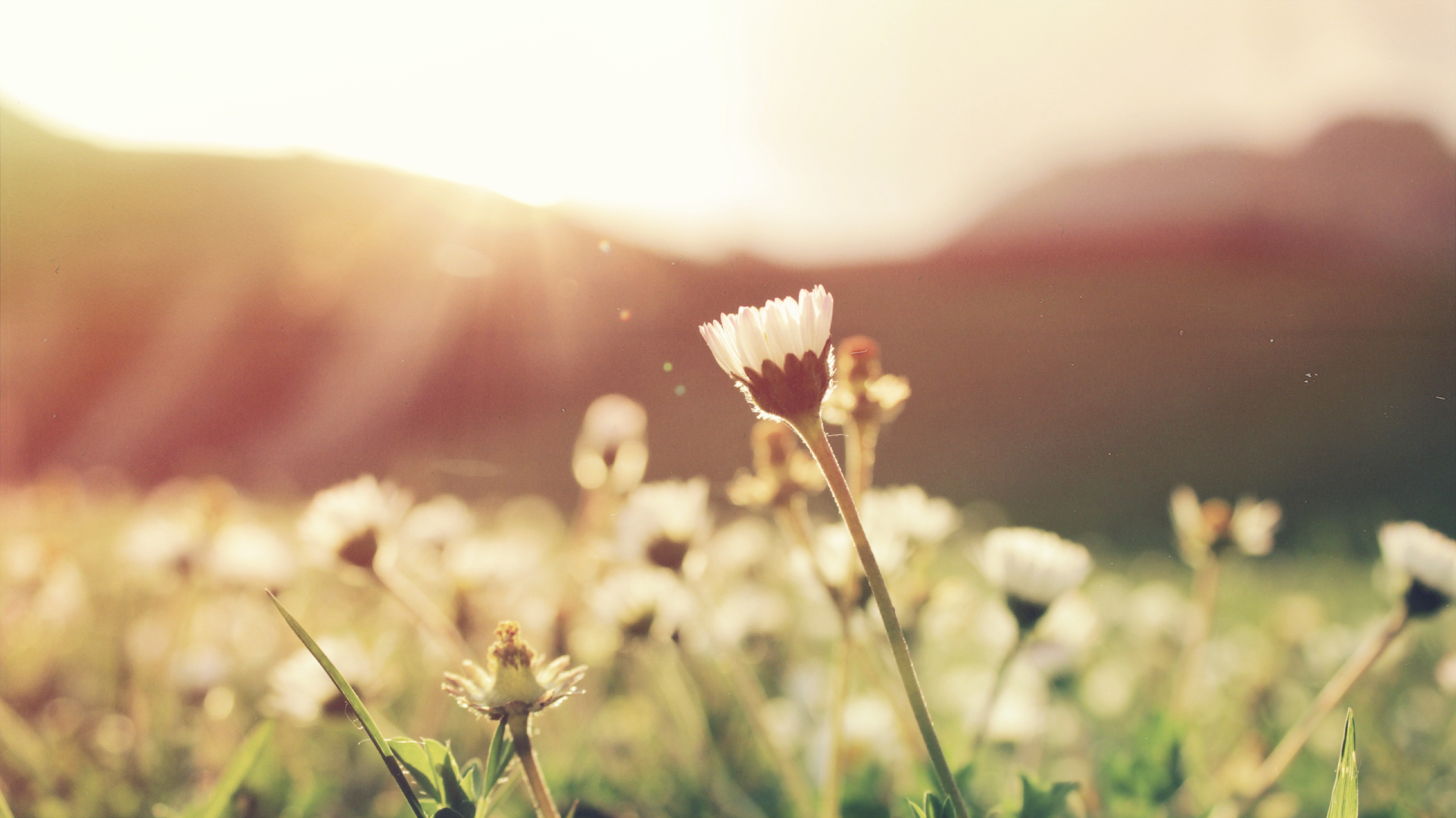 Meadow garden, una prateria in giardino