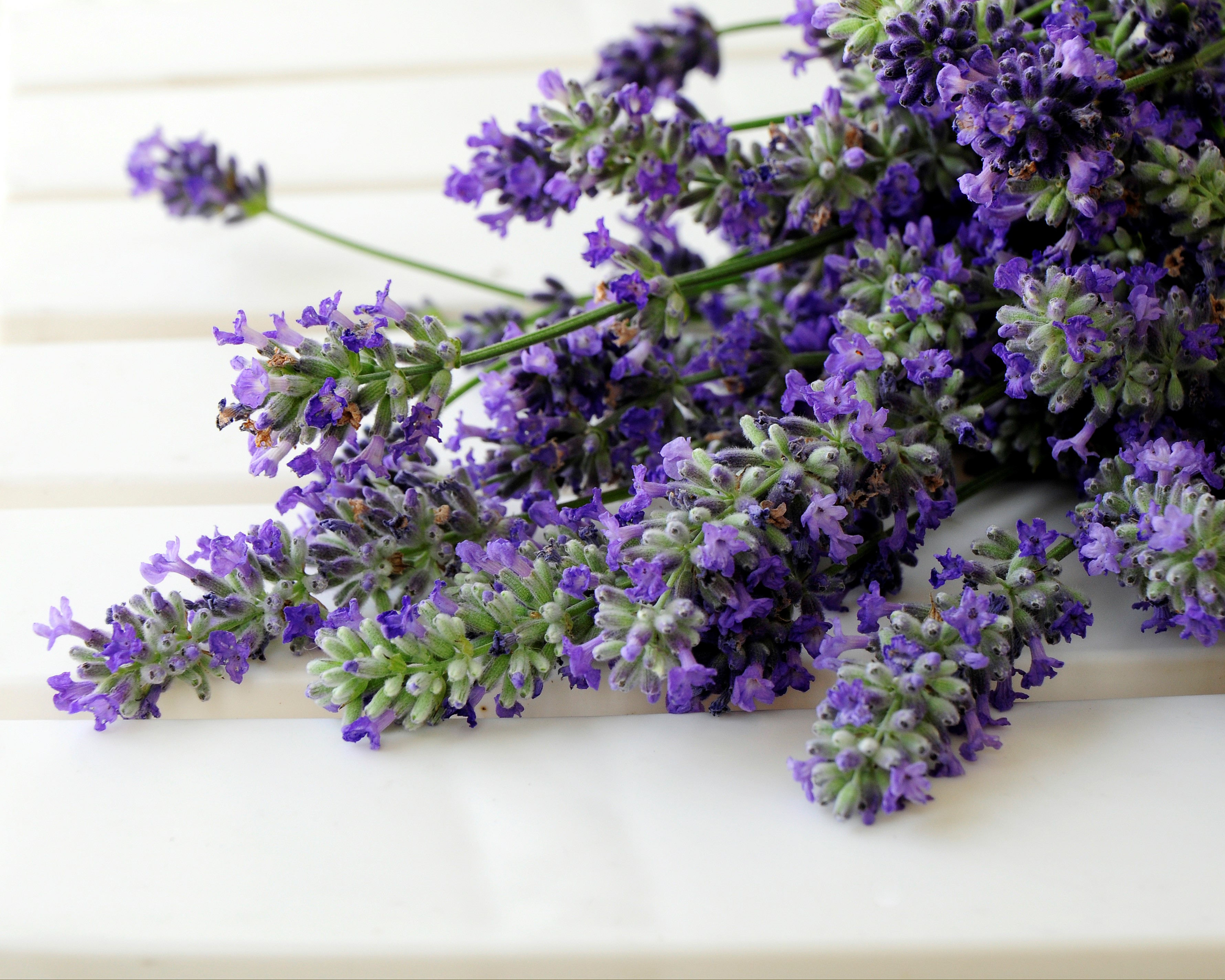 Come coltivare la lavanda in vaso?