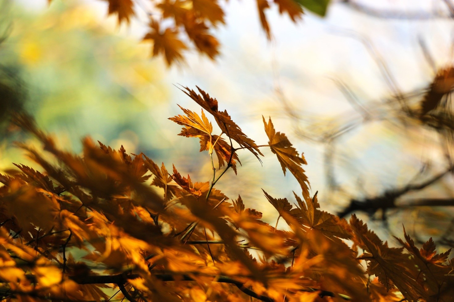 I lavori da fare in giardino nel mese di settembre