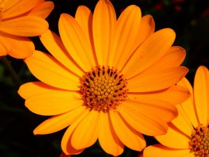 Fiori commestibili: calendula