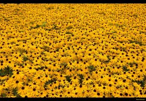 Rudbeckia, fiori gialli di prateria