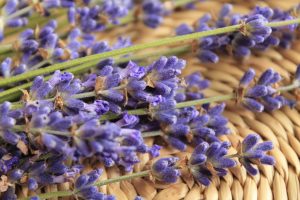 Come coltivare la lavanda in giardino?