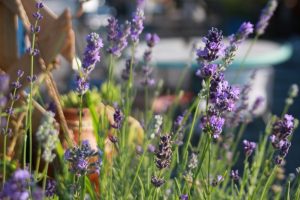 Come coltivare la lavanda in vaso?