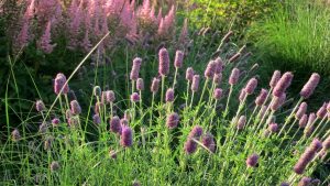 Dalea purpurea