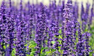 Come coltivare la lavanda in giardino?