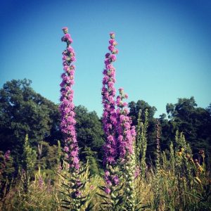 Liatris Aspera