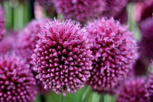 Allium sphaerocephalon