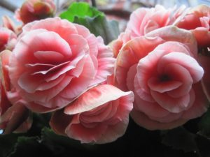 Fiori commestibili: begonia