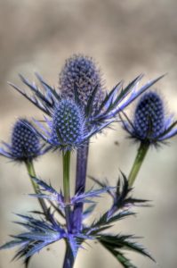 Eryngium