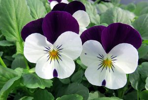 Fiori commestibili: viola del pensiero