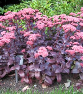 Sedum ‘Purple Emperor’