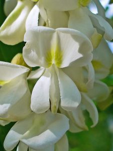 Fiori commestibili: fiore d'acacia