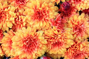 Blooms of Colorful Fall (Autumn) Mums