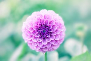 Flower of a dahlia, Morning dew and petal, Natural light