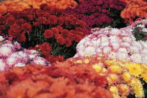 Chrysanthemums