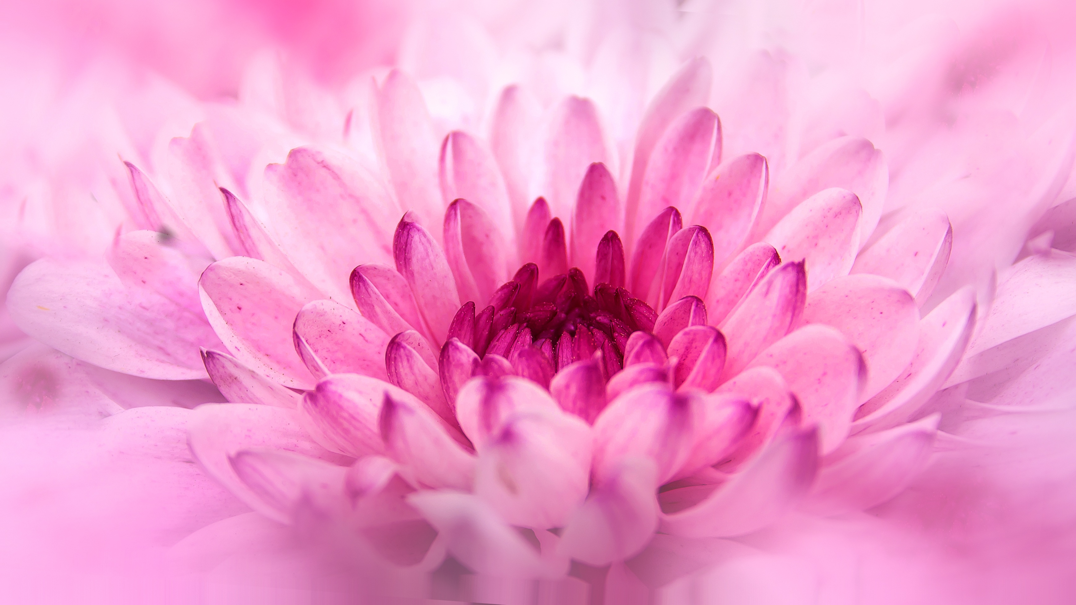 chrysanthemum, crisantemo