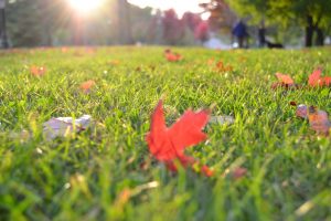 Il calendario dei lavori in giardino, in autunno 