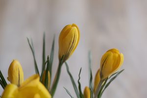 Il calendario dei lavori in giardino in ottobre