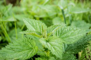 stinging-nettle-503939