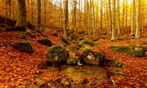 belle foto di paesaggi autunnali