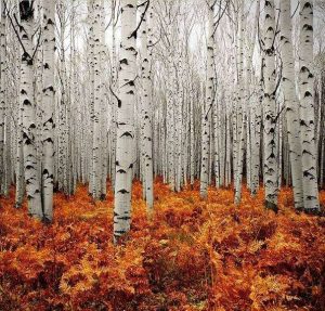 belle foto di paesaggi autunnali