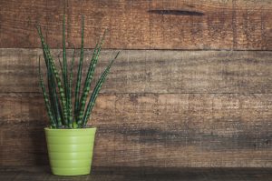 Piante da interno, piante da camera da letto: Sansevieria