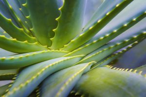 Piante da interno, piante da camera da letto: Aloe Vera