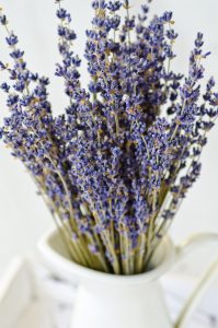 Piante da interno, piante da camera da letto: Lavanda