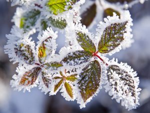 Come proteggere le piante dal freddo