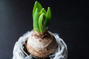 Coltivare i bulbi di giacinto