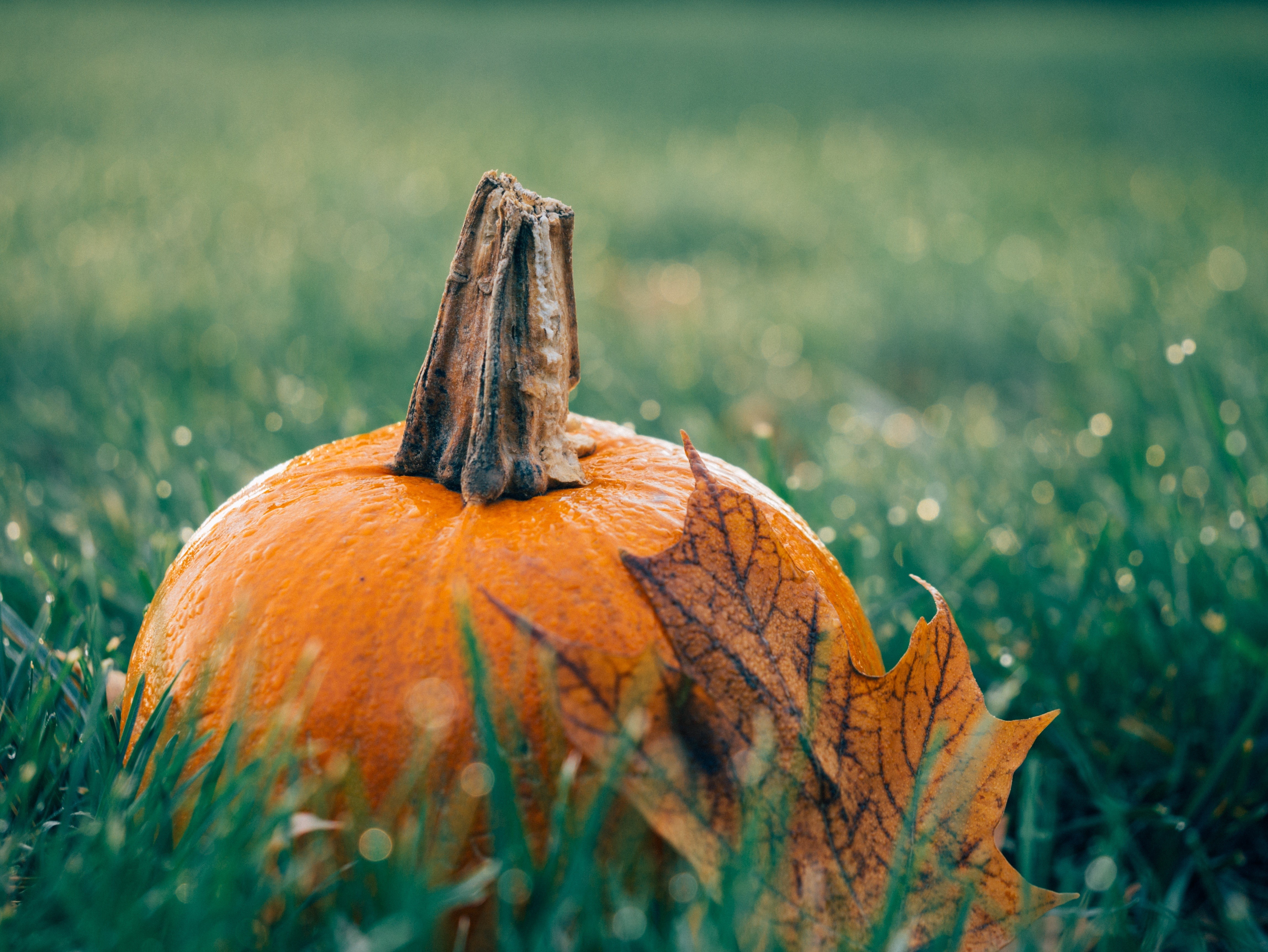 La zucca ad ottobre