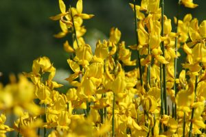 ginestra fiore giallo portafortuna