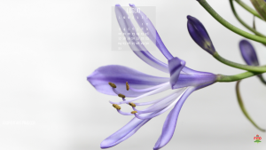 Il fiore di luglio è l'agapanthus praecox, e la sua fioritura viola è bellissima