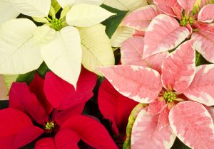 Poinsettia colorata bianca e rosa