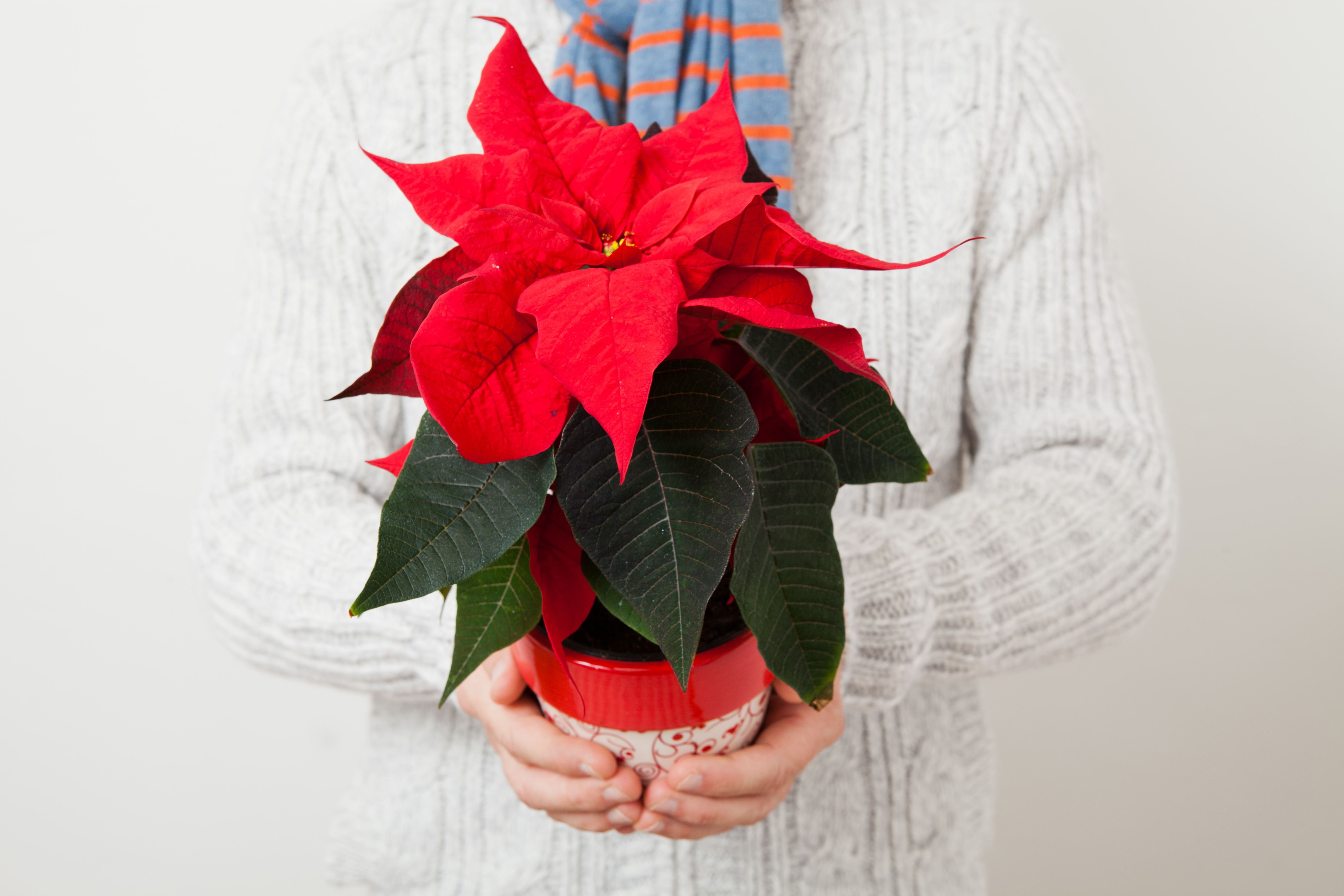 Stella Di Natale Fiore Prezzo.Piante Da Regalare A Natale Con 10 Euro Fito