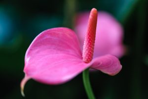 Anthurium pianta invernale