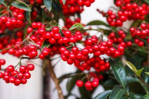 Ardisia Crenata