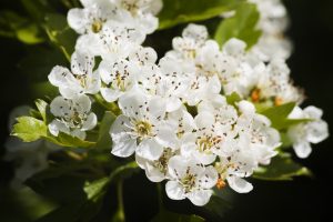 Biancospino fiore portafortuna