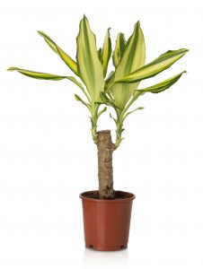 Tronchetto della felicità o Dracaena pianta da interno